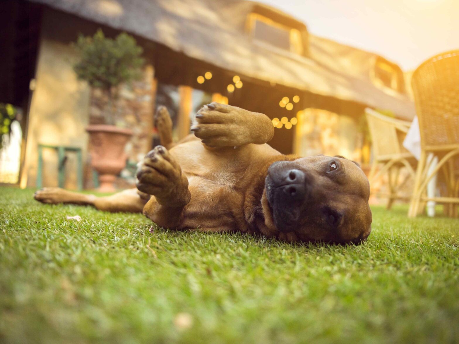 Photo of a dog laying down in a backyard in New Hampshire